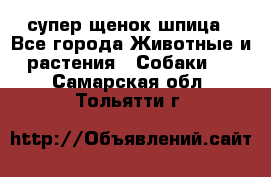 супер щенок шпица - Все города Животные и растения » Собаки   . Самарская обл.,Тольятти г.